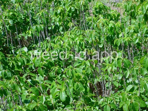 poison-ivy, Rydberg's